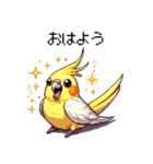 ドット絵 オカメインコ ルチノー 40種（個別スタンプ：1）