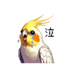 ドット絵 オカメインコ ルチノー 40種（個別スタンプ：12）