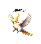 ドット絵 オカメインコ ルチノー 40種（個別スタンプ：16）