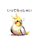 ドット絵 オカメインコ ルチノー 40種（個別スタンプ：26）