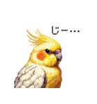 ドット絵 オカメインコ ルチノー 40種（個別スタンプ：31）