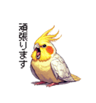 ドット絵 オカメインコ ルチノー 40種（個別スタンプ：35）