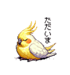 ドット絵 オカメインコ ルチノー 40種（個別スタンプ：37）