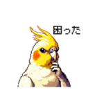 ドット絵 オカメインコ ルチノー 40種（個別スタンプ：38）