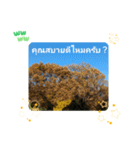 タイ語で日常会話を楽しもう観光名所の青天（個別スタンプ：23）