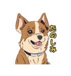 気軽な犬の対話（個別スタンプ：19）