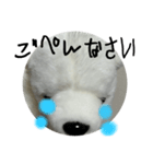 白熊のハピモン Polar Bear HAPIMON2（個別スタンプ：2）