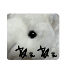 白熊のハピモン Polar Bear HAPIMON2（個別スタンプ：4）