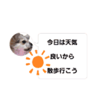 CHIWAWAスタンプ(修正版)（個別スタンプ：14）