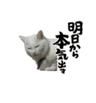 れんくんエフェクトスタンプ（個別スタンプ：4）