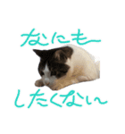 れんくんエフェクトスタンプ（個別スタンプ：12）
