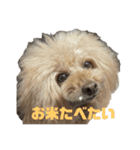 もこみみちゃん(とてもかわいい)（個別スタンプ：3）