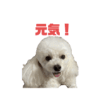 もこみみちゃん(とてもかわいい)（個別スタンプ：8）