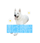 ホワシェパのくーたろう（個別スタンプ：3）