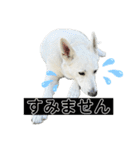 ホワシェパのくーたろう（個別スタンプ：5）