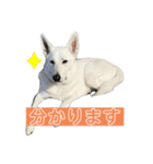 ホワシェパのくーたろう（個別スタンプ：9）