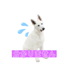 ホワシェパのくーたろう（個別スタンプ：10）
