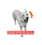 ホワシェパのくーたろう（個別スタンプ：11）
