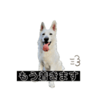 ホワシェパのくーたろう（個別スタンプ：14）