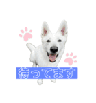 ホワシェパのくーたろう（個別スタンプ：15）