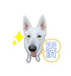 ホワシェパのくーたろう（個別スタンプ：20）