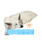 ホワシェパのくーたろう（個別スタンプ：21）