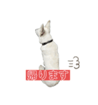ホワシェパのくーたろう（個別スタンプ：22）