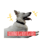 ホワシェパのくーたろう（個別スタンプ：25）