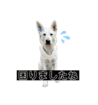 ホワシェパのくーたろう（個別スタンプ：31）