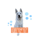 ホワシェパのくーたろう（個別スタンプ：33）