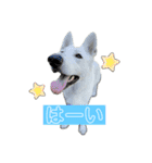 ホワシェパのくーたろう（個別スタンプ：34）