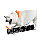 ホワシェパのくーたろう（個別スタンプ：37）