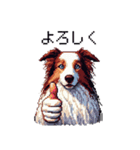 ドット絵 ボーダーコリー 白茶 40種 日常（個別スタンプ：5）