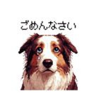 ドット絵 ボーダーコリー 白茶 40種 日常（個別スタンプ：15）