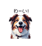 ドット絵 ボーダーコリー 白茶 40種 日常（個別スタンプ：19）