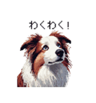 ドット絵 ボーダーコリー 白茶 40種 日常（個別スタンプ：35）