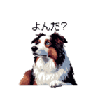 ドット絵 ボーダーコリー 白茶 40種 日常（個別スタンプ：40）