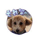 タルトのLINEスタンプナンバー2（個別スタンプ：2）