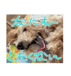 タルトのLINEスタンプナンバー2（個別スタンプ：4）