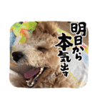 タルトのLINEスタンプナンバー2（個別スタンプ：5）