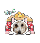 タルトのLINEスタンプナンバー2（個別スタンプ：20）