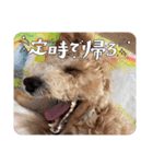 タルトのLINEスタンプナンバー2（個別スタンプ：21）