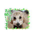 タルトのLINEスタンプナンバー2（個別スタンプ：23）