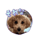 タルトのLINEスタンプナンバー2（個別スタンプ：25）