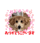 タルトのLINEスタンプナンバー2（個別スタンプ：30）