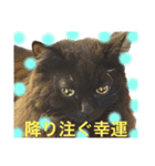 黒猫 ルナ院長136にゃんめ（個別スタンプ：1）