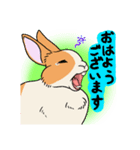 うさぎのくーさん日常（個別スタンプ：1）