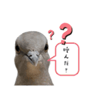 愉快！野鳥詰め合わせセット！！（個別スタンプ：3）