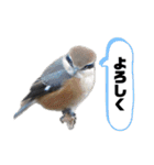 愉快！野鳥詰め合わせセット！！（個別スタンプ：5）