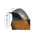 愉快！野鳥詰め合わせセット！！（個別スタンプ：8）